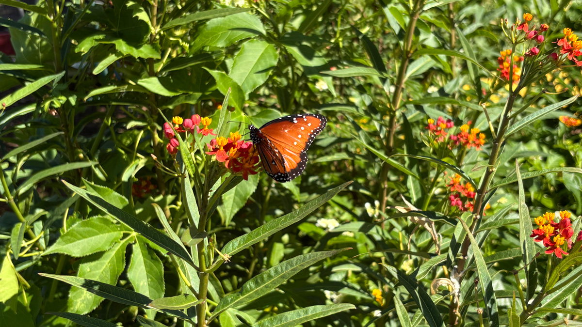 Butterfly on a plant
