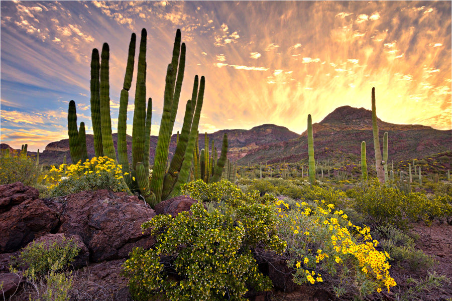 Scenic view of the desert and mountains with flowers and sunset