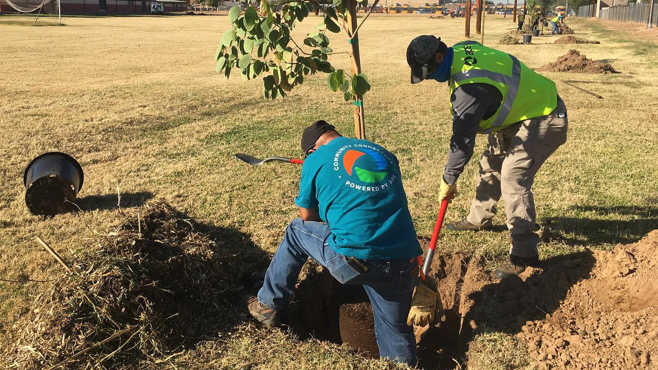 Volunteers planing a tree in the ground