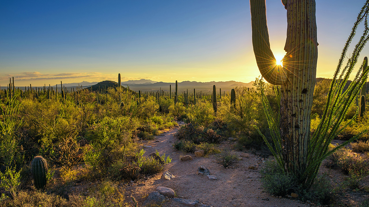 Phoenix desert at sunset.