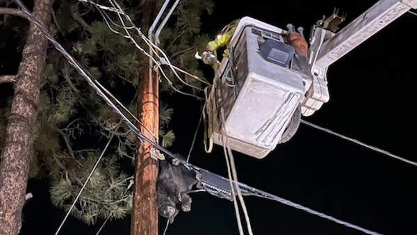 A bear cub is rescued off a power pole