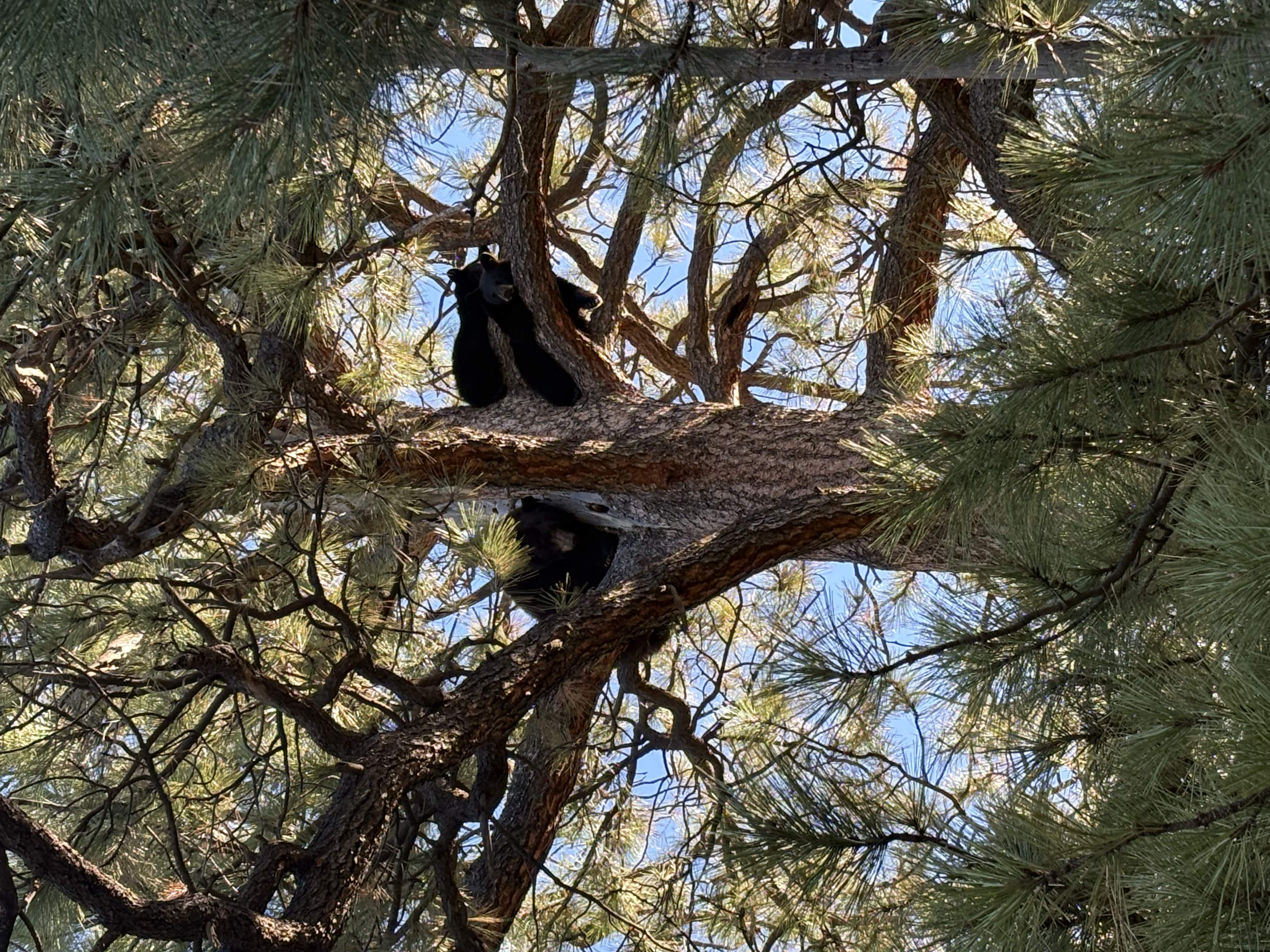 Bears in tree