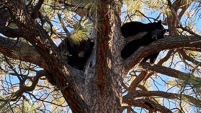 Bears in tree
