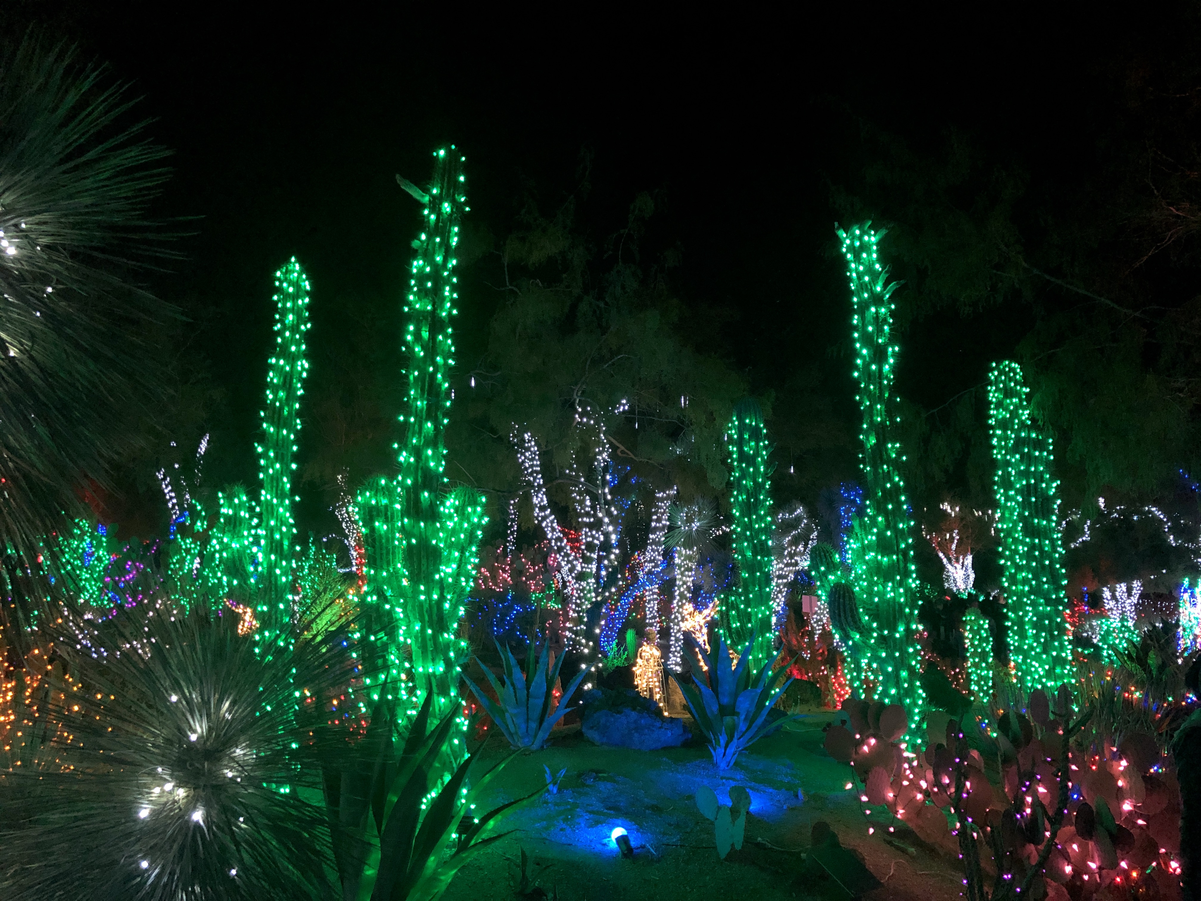 cactus with holiday lights at night