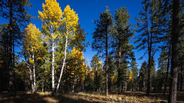 Aspen trees in Coconino National Forest