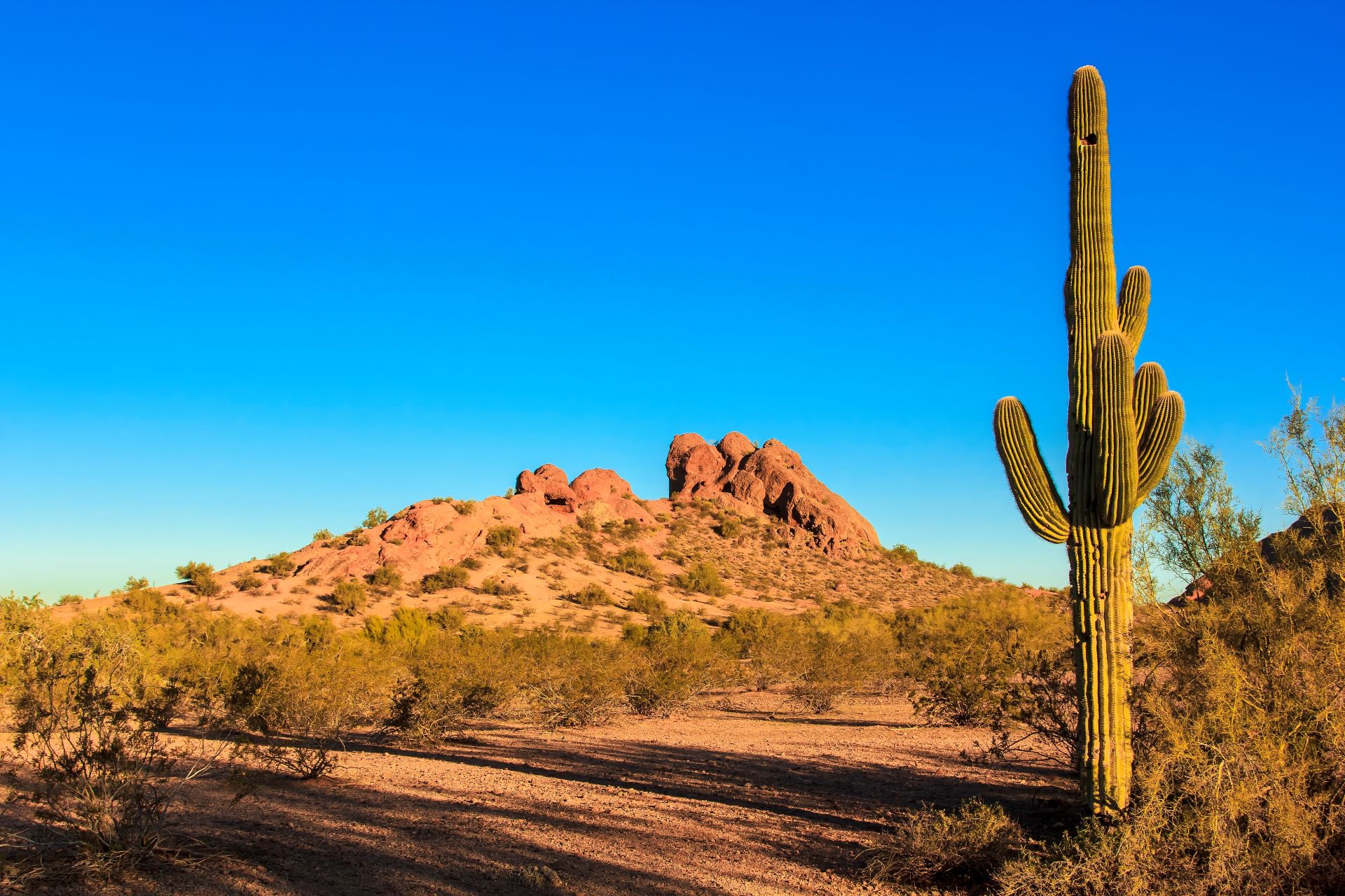 Desert with a cactus close up