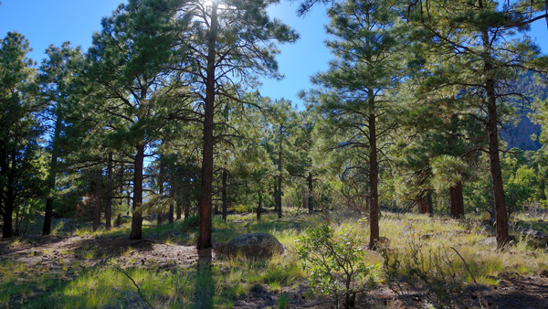 Trees in the Flagstaff Forest