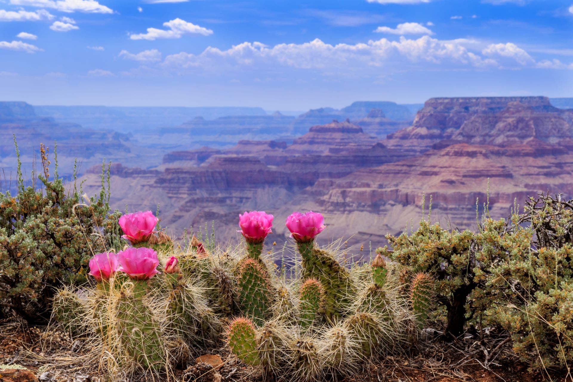 close up view of cactus in bloom with the Grand Canyon in the background