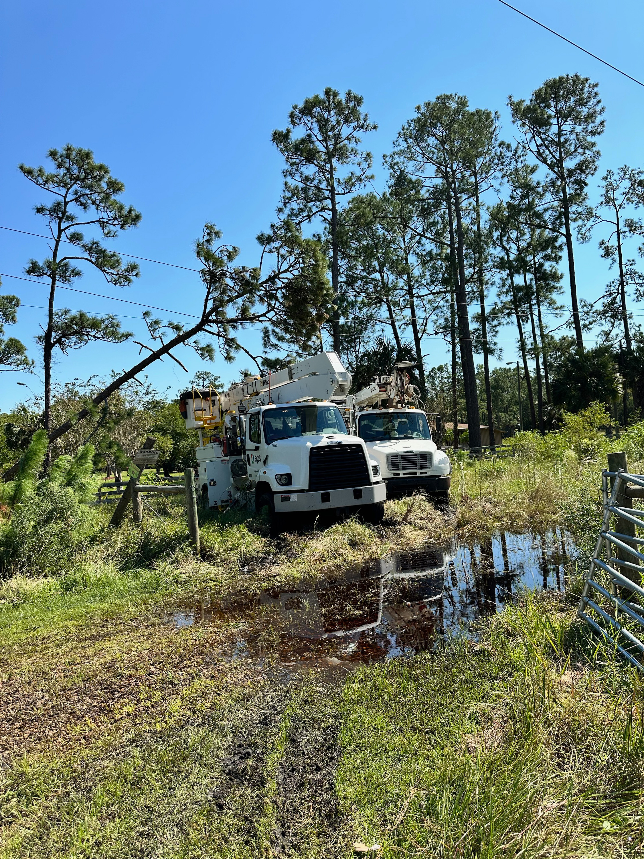 Camiones grúa de APS junto a un árbol sobre una línea eléctrica en Palm Coast, Florida