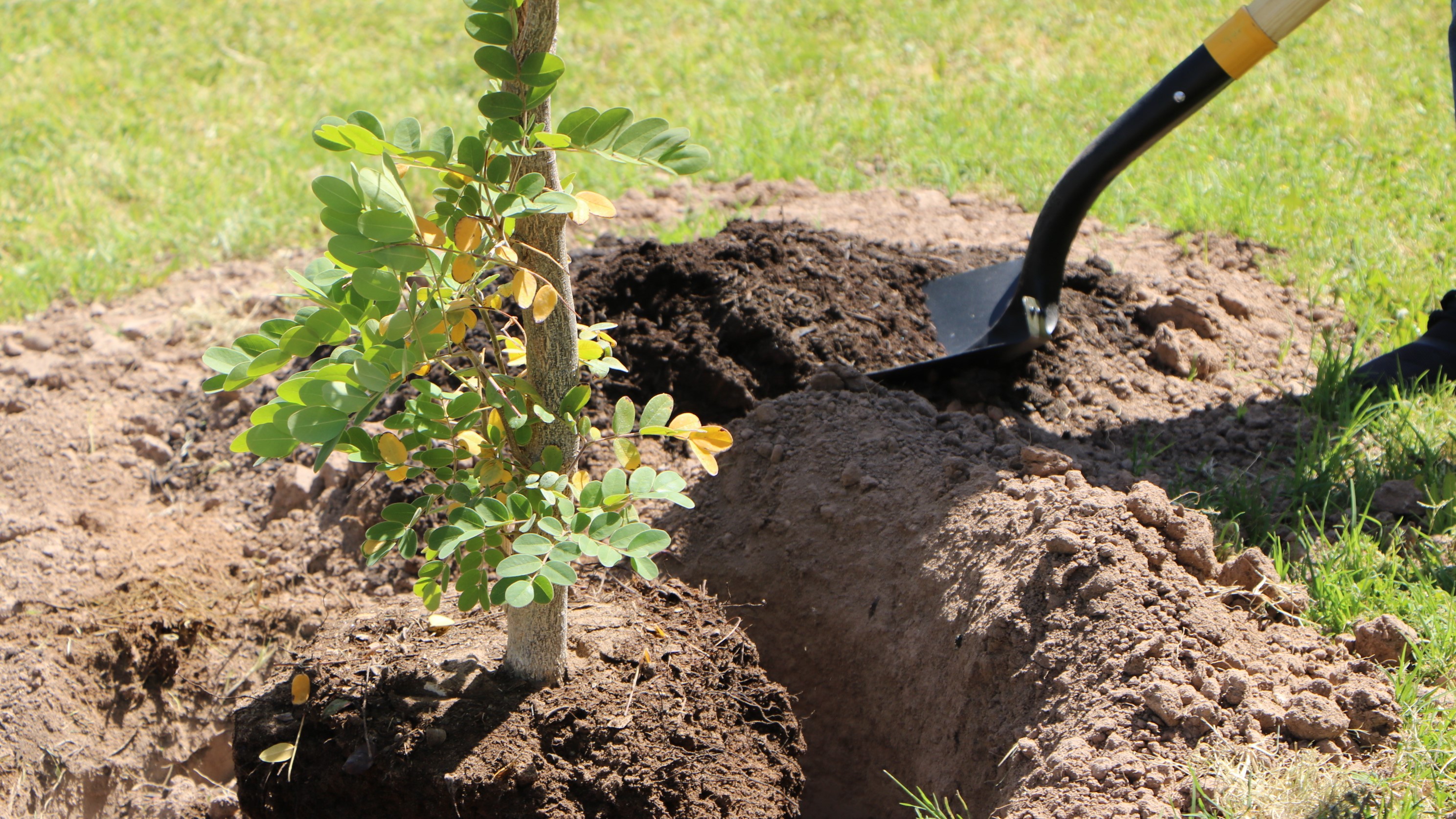 Close-up view of dirt shoveled around the base of a newly planted tree
