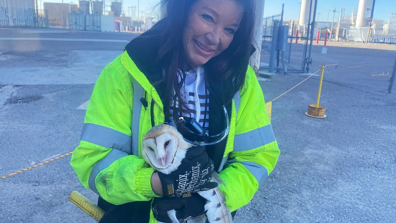 Rescued Barn Owl