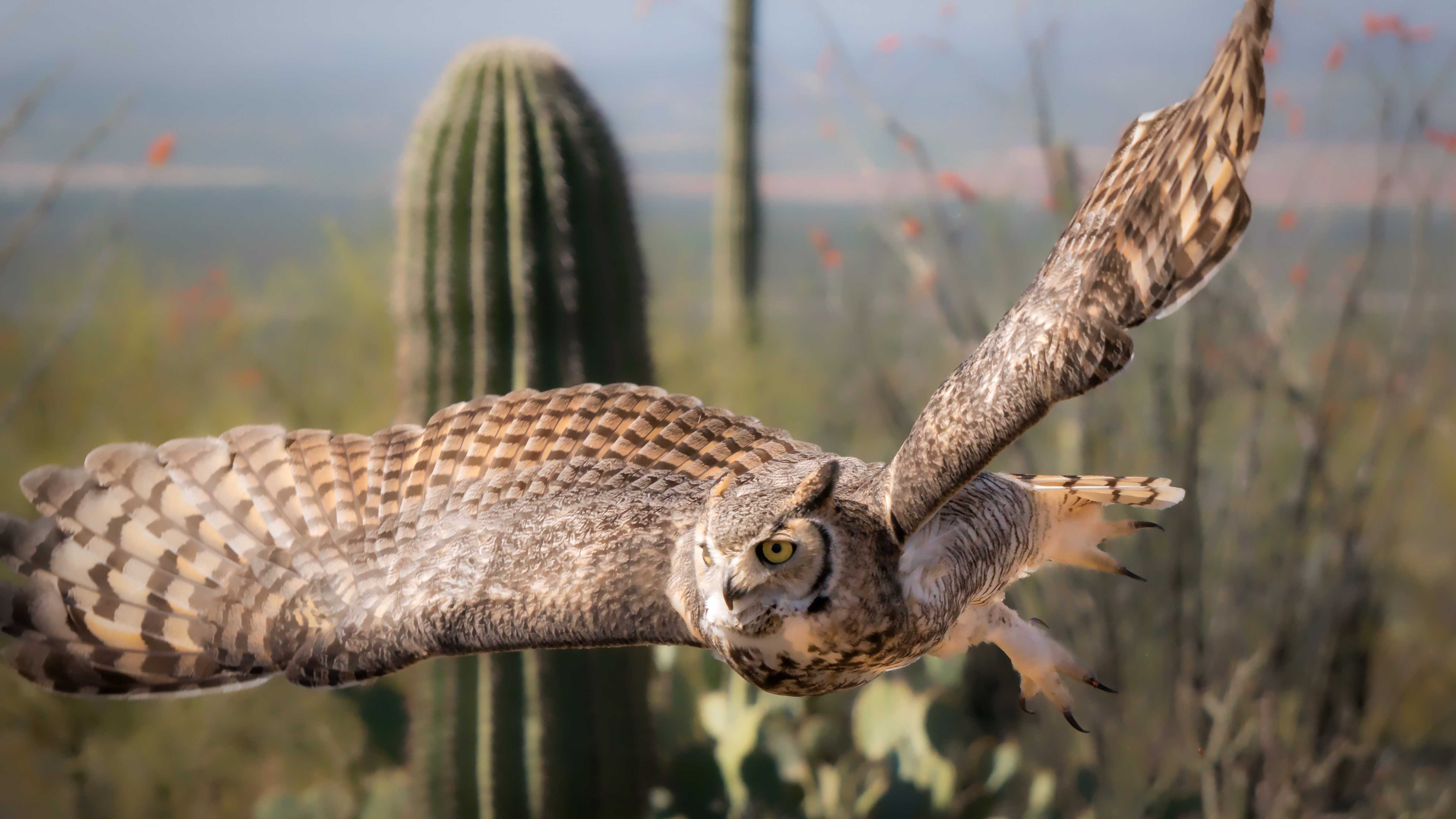 close-up view of a an owl flying in the desert