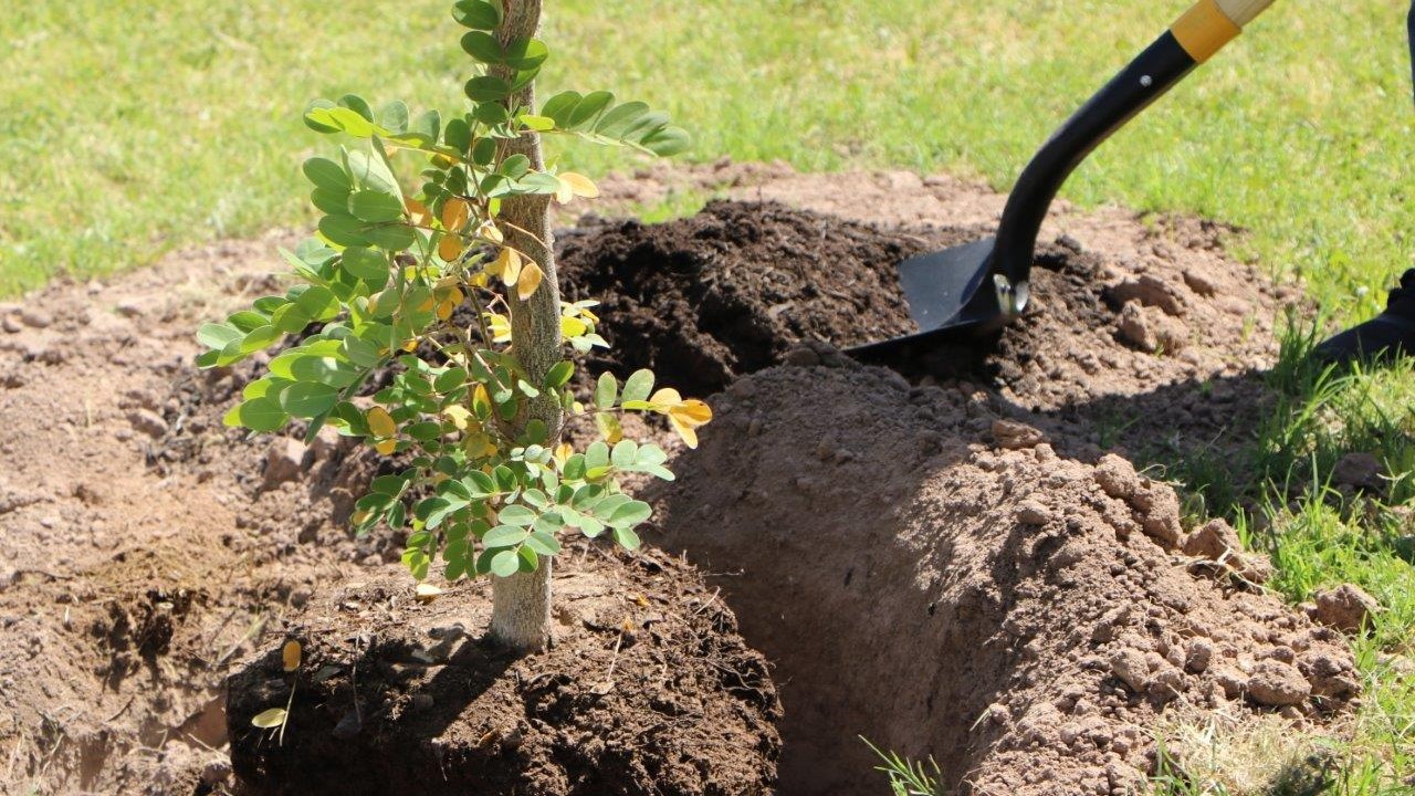 someone shoveling dirt, digging a hole for a tree