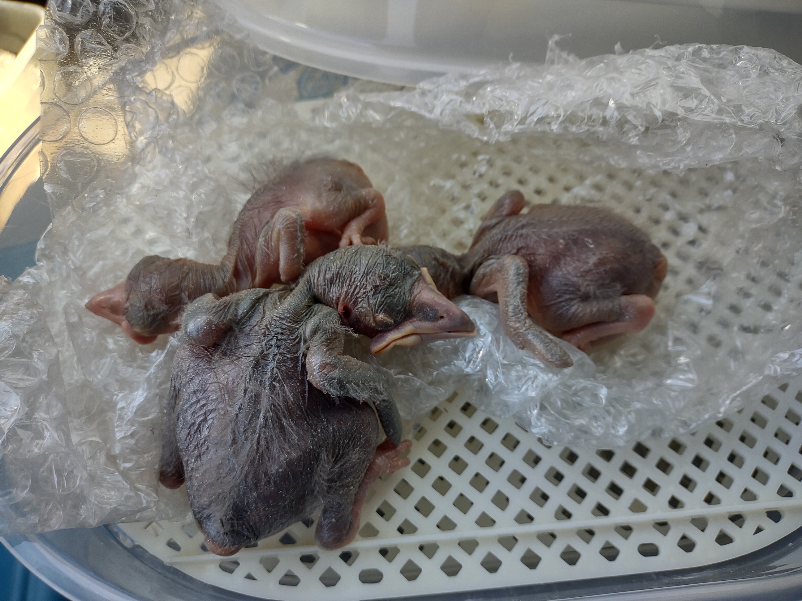 raven chicks wildlife