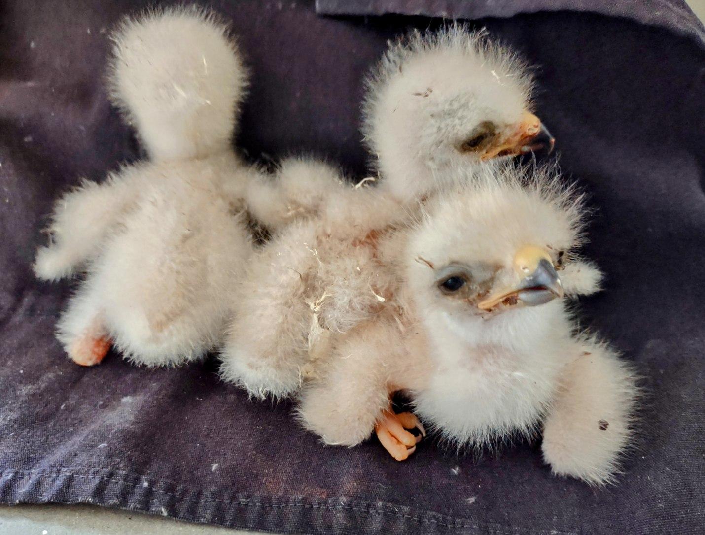 three chicks