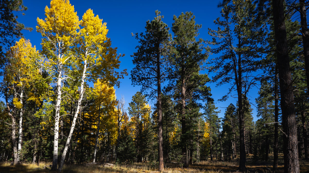 Trees against a bright sky