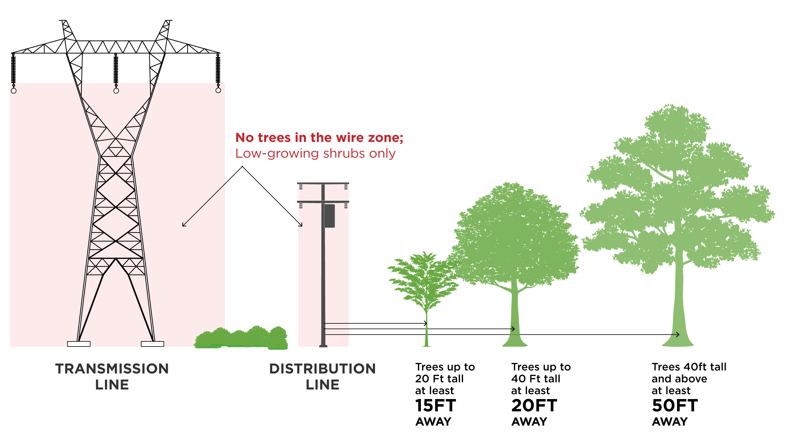 No trees in the wire zone, directly below the wires. Low-growing shrubs only.
