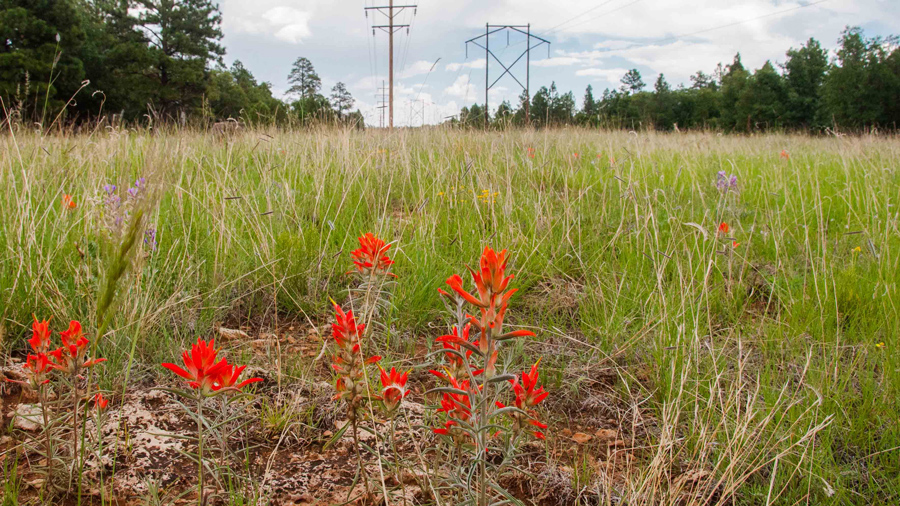 Vegetation management.