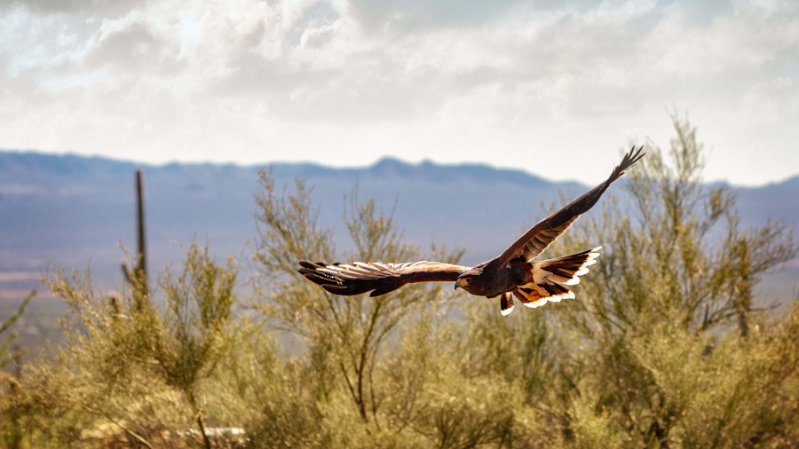 Hawk soaring through air.