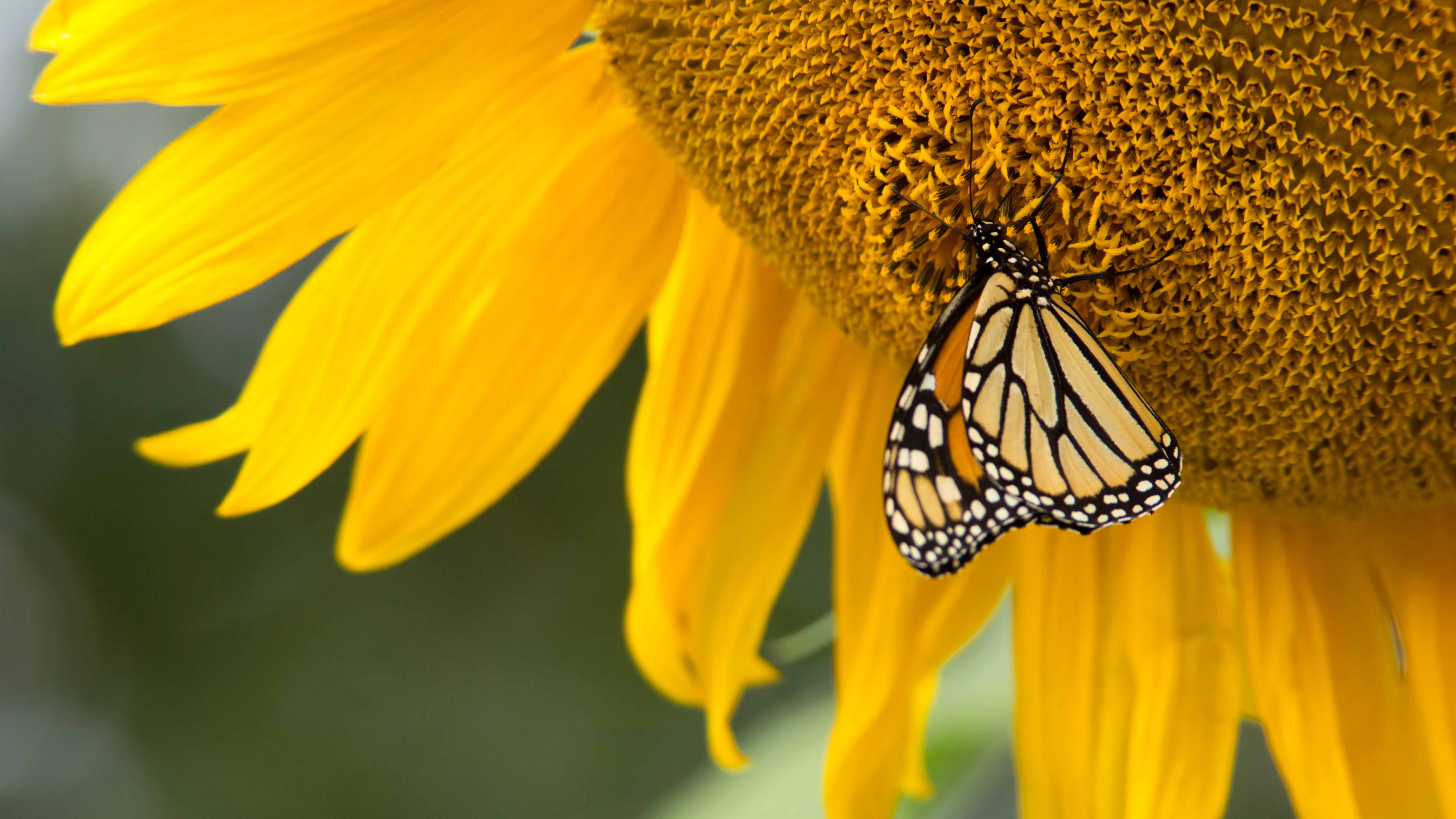 Butterfly on a sunflower.