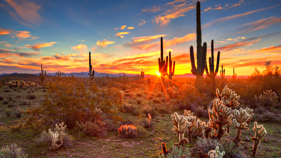 Sunset over desert cacti.