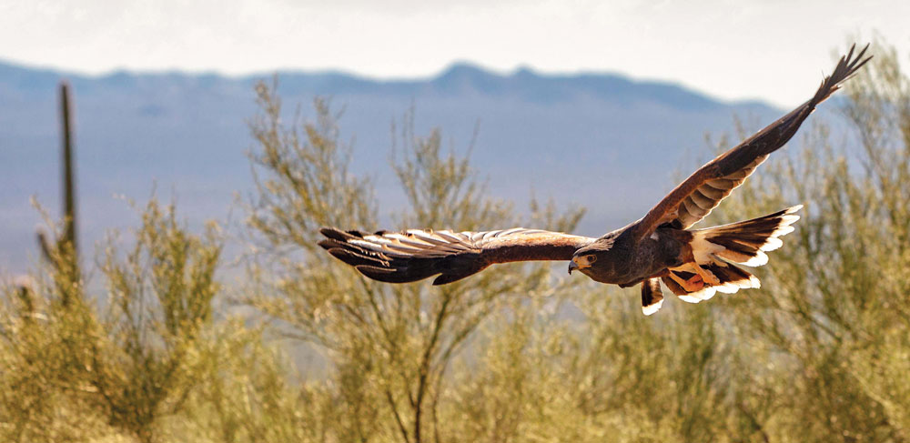 Bird over the desert