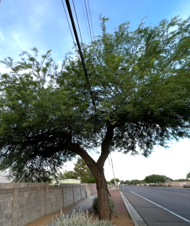 lines going through a tree