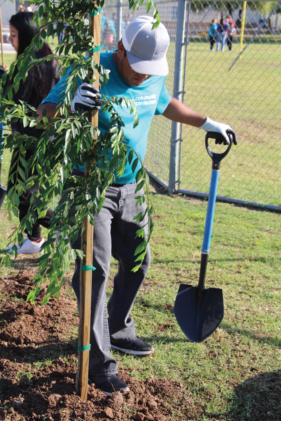 Volunteer planting a tree