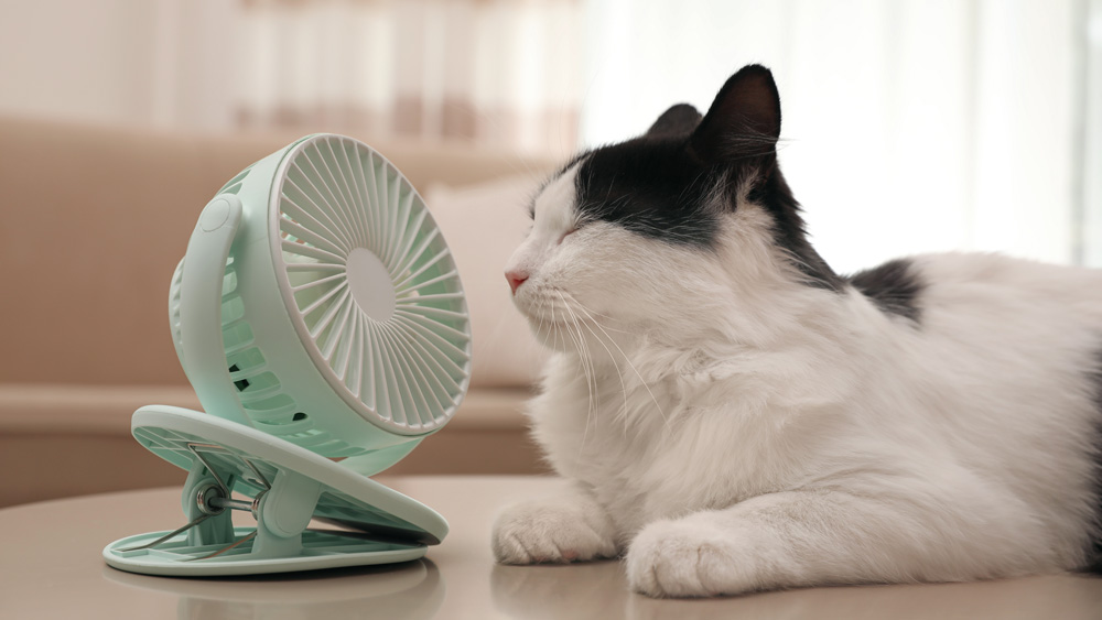 Cat resting in front of a fan